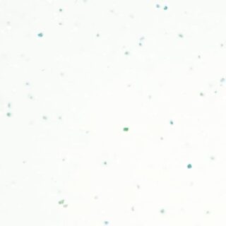 Aqua white (EF)
